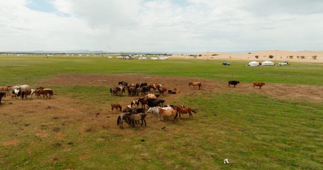 Horses grazing on a vast green field