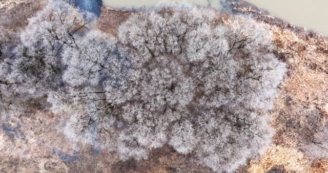 Snow-covered desolate forest full of leafless winter bare trees