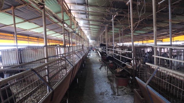Inside view of a goat barn with feeding goats