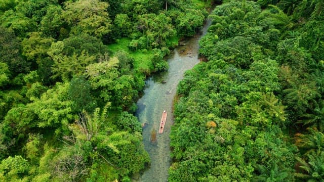Boat navigating through a lush green river