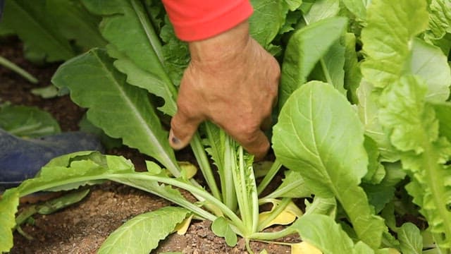 Hand harvesting leafy young radish from soil
