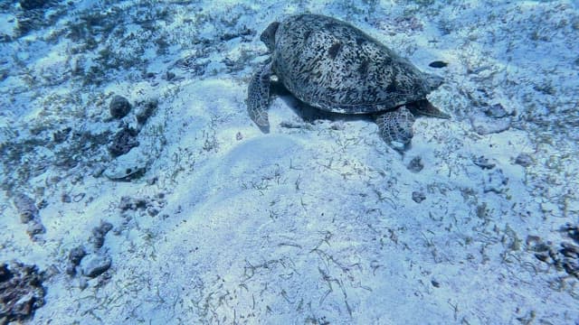 Sea turtle resting on the ocean floor