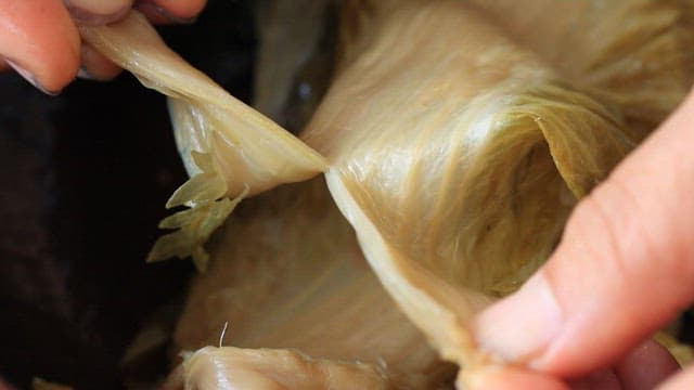 Hand tearing appetizingly prepared fermented kimchi