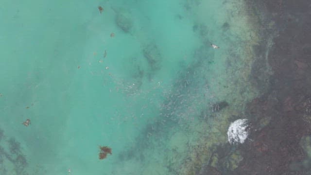 Clear turquoise sea with fish swimming