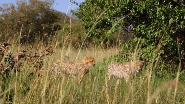 Cheetahs Camouflaged in Savannah Grasses