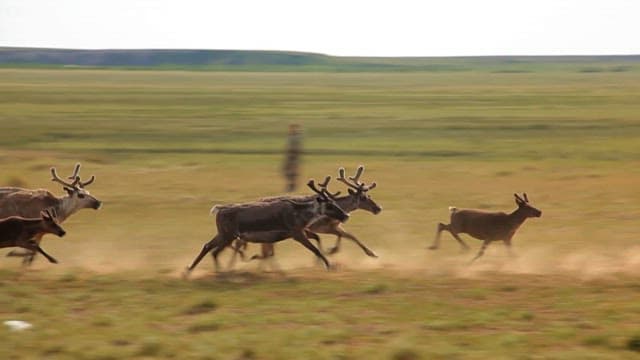 Herds of Reindeer Crossing the Grassland and Herders