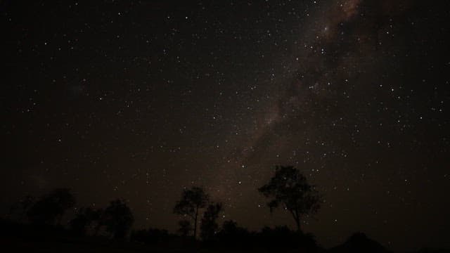 Starry Night Sky Over Silhouetted Trees