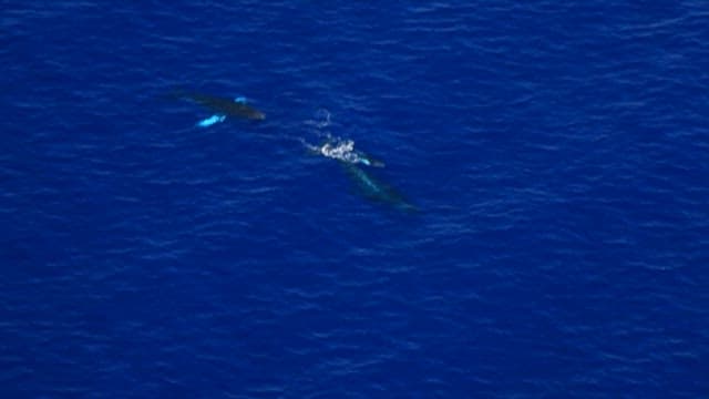 Whales Swimming in the Vast Blue Ocean