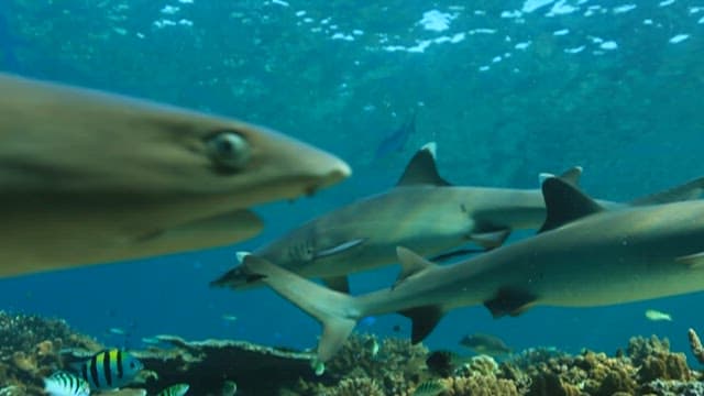 Sharks swimming among coral reef fish