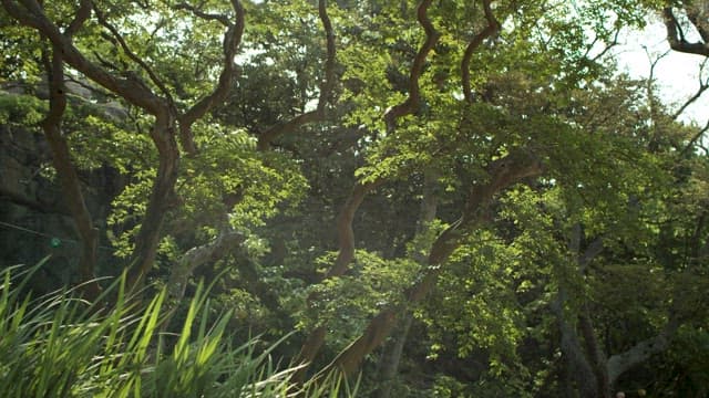 Serene Forest Clearing Bathed in Sunlight