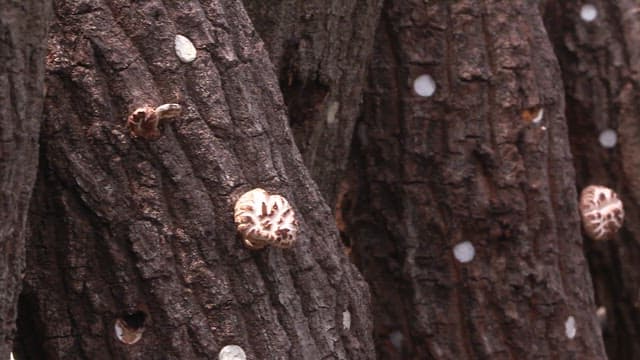 Mushrooms growing on tree bark