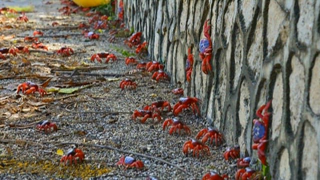 Migration of Red Crabs in Forested Pathway