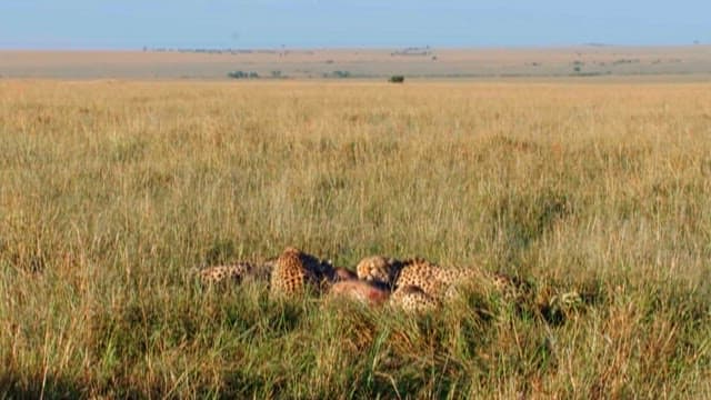 Cheetahs Feasting on Prey in the Wild