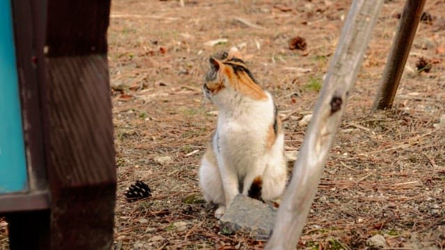 Cat sitting on the grass and looking around
