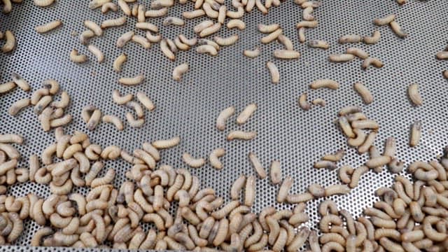 Cicada larvas on a metal tray at an industrial facility