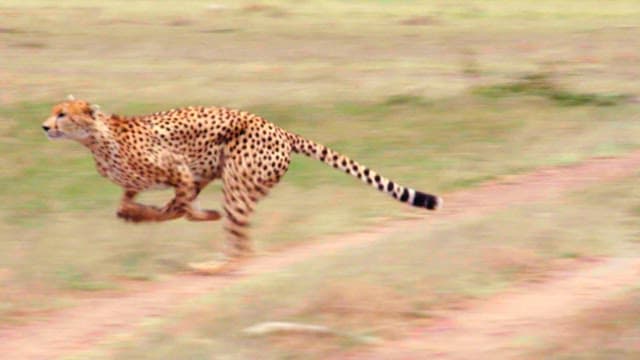 Cheetah Sprinting Across the Savanna