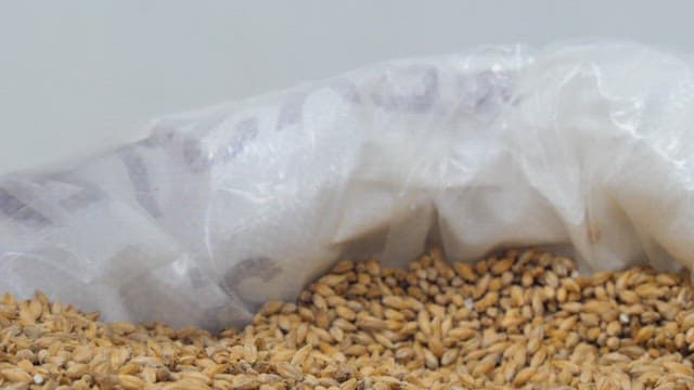 Hand picking up grains from a sack