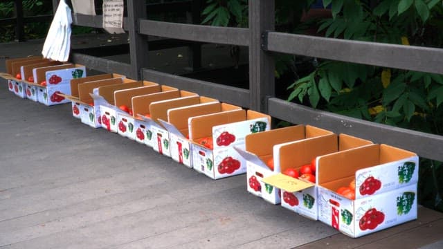 Boxes of tomatoes lined up on a wooden deck