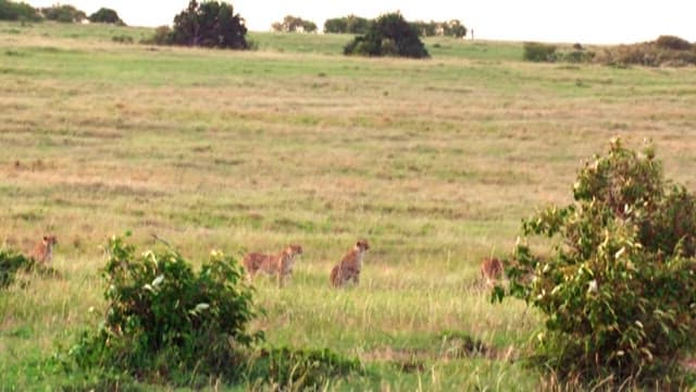Cheetahs Roaming the Green Meadows