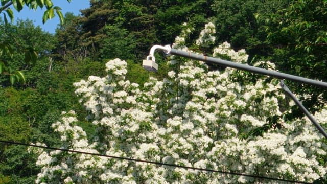 Surveillance camera surrounded by blooming flowers on a sunny day