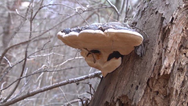 Large Mushroom on a Tree Got Harvested with a Tool