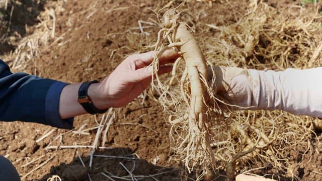 Hands holding freshly harvested ginseng