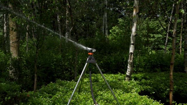Sprinkler Watering the Lush Forest