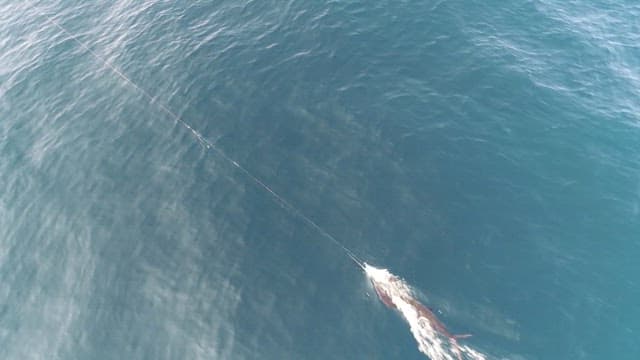Sailfish being dragged into the sea on a fishing line