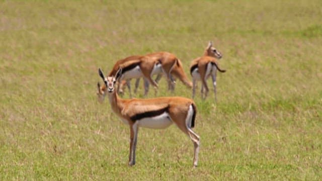 Antelopes Looking Closely at Their Surroundings on the Plains