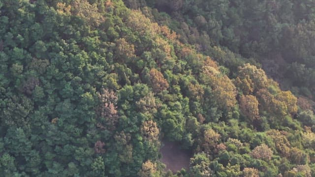 Landscape of Mountains Covered with Dense Forests