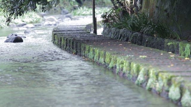 Serene Stream Along the Mossy Stone Path