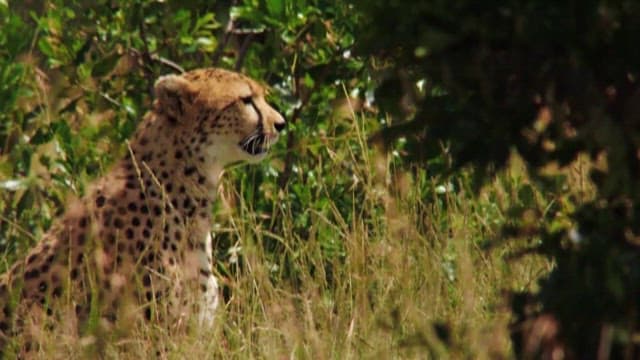 Cheetah Looking Out Over the Savanna