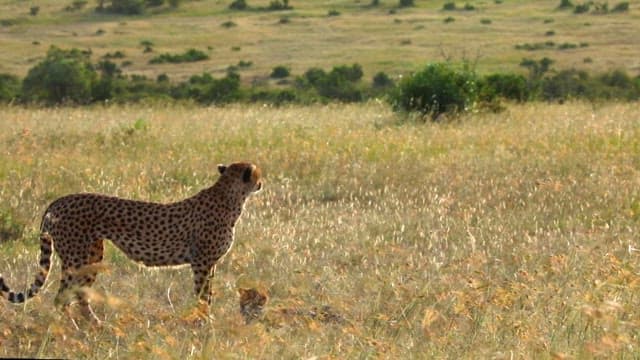 Cheetah and Cub in a Grassland