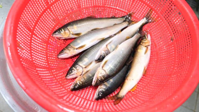 Fresh gizzard shad in a red basket