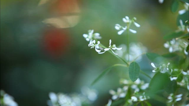 Garden with white and red flowers and green leaves