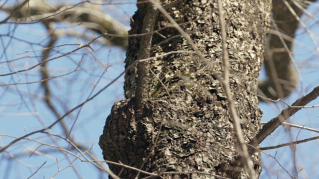 Squirrel living in a tree