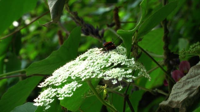 Beetle on a white flower in a lush forest