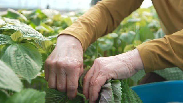Person harvesting fresh green perilla leaves in the garden
