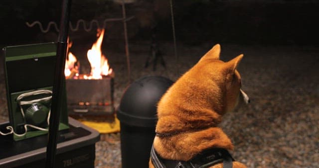 Dog gazing at a campfire at night
