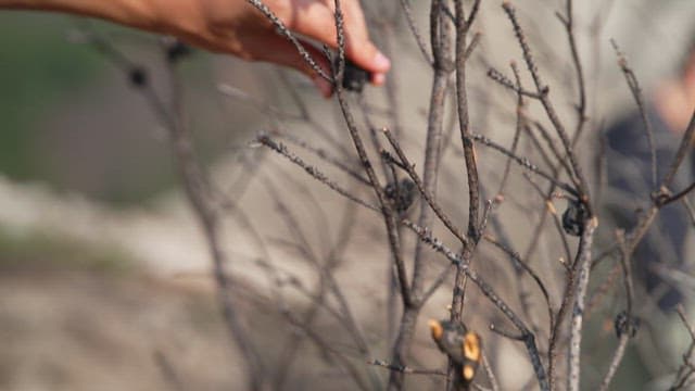Person touching the burnt bark of a tree with care in a forest