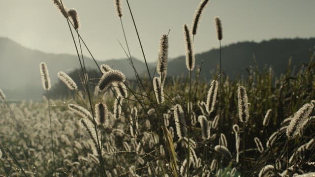 Morning Walk Along a Misty Mountain Path