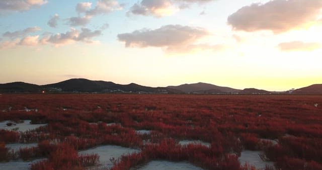 Field of red plants at sunset