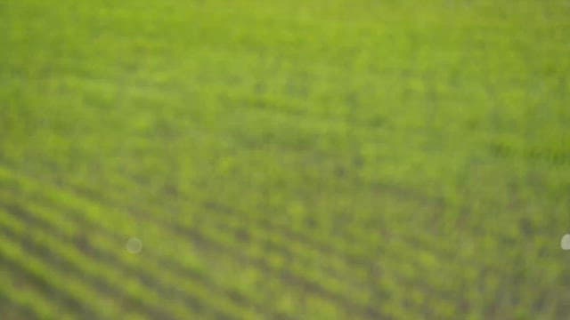 Light Green Rice Fields Sparkling in the Sunlight