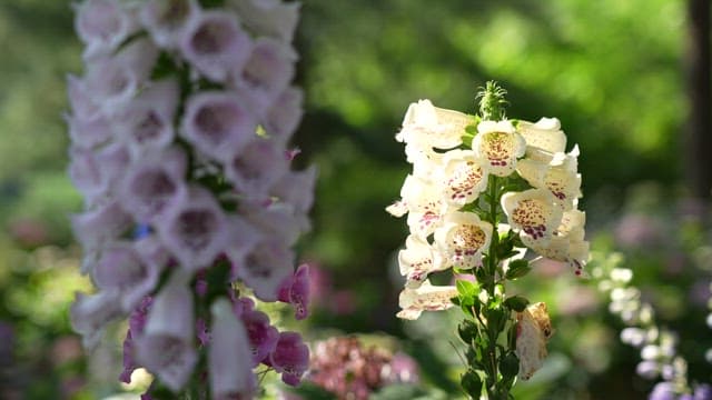 Serene Garden with Blooming Foxgloves
