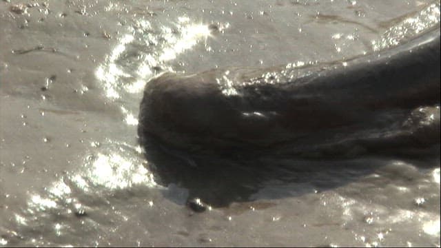 Eel moving in the mud flat