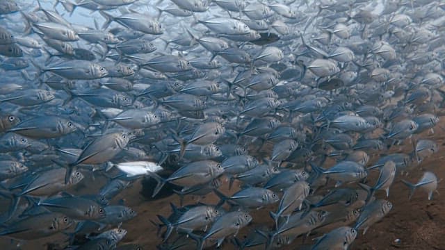 Shoal of Silver Fish Swimming in the Ocean Depths