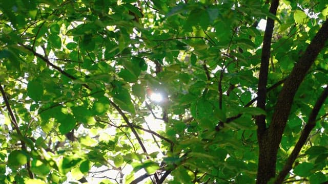 Sunlight filtering through lush green tree leaves.