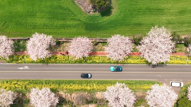 Scenic road lined with cherry blossoms