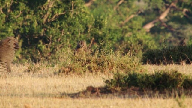 Monkey Leisurely Strolling Through the Savannah Grassland