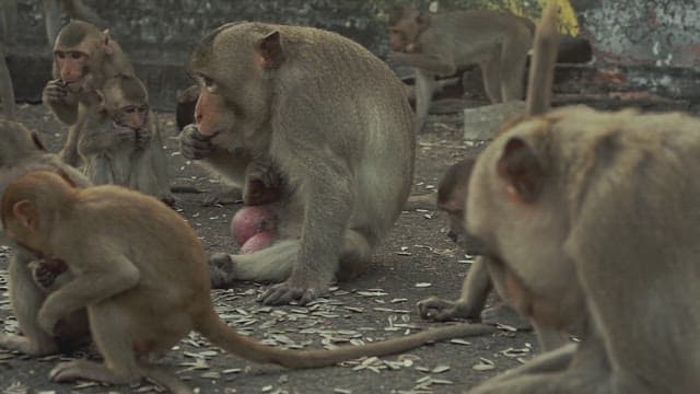 Monkeys Sitting Together on the Ground and Eating
